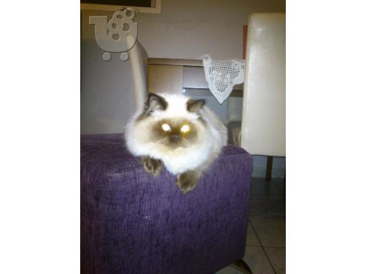 zitish zeygarwma